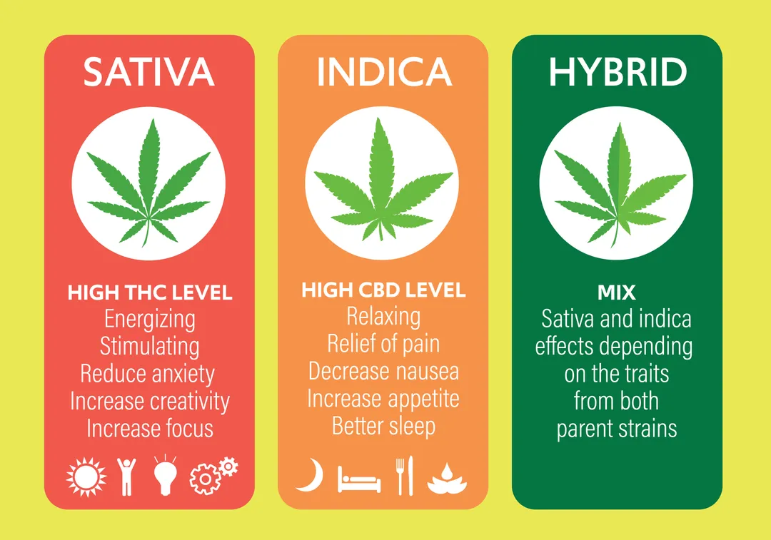 Chart comparing Indica Sativa and Hybrid cannabis strains.