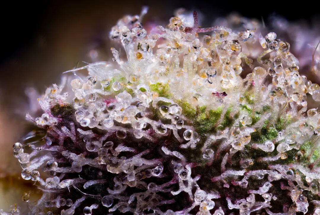 closeup (macro) of THCA cannabis flower bud's bulbous trichomes